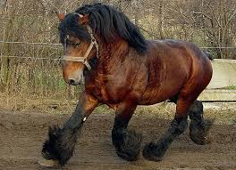 Belgian Heavy Horses